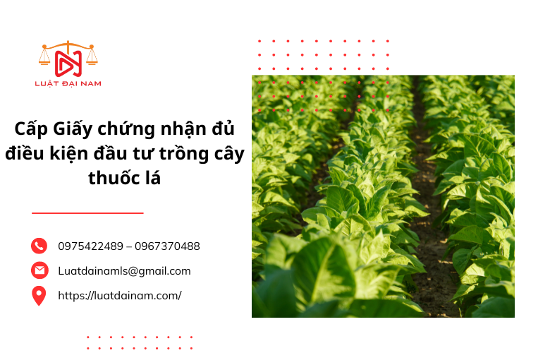 Cấp Giấy chứng nhận đủ điều kiện đầu tư trồng cây thuốc lá